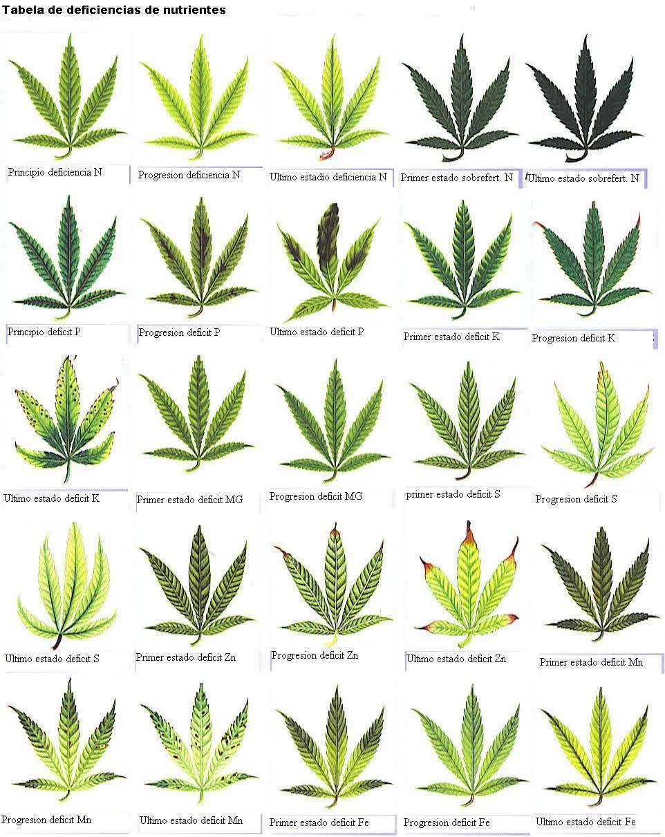 Diagrama de elementos esenciales para cannabis